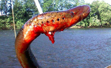 尼斯湖水怪是巨型鳗鱼图片