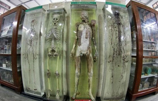 曼谷法医学博物馆