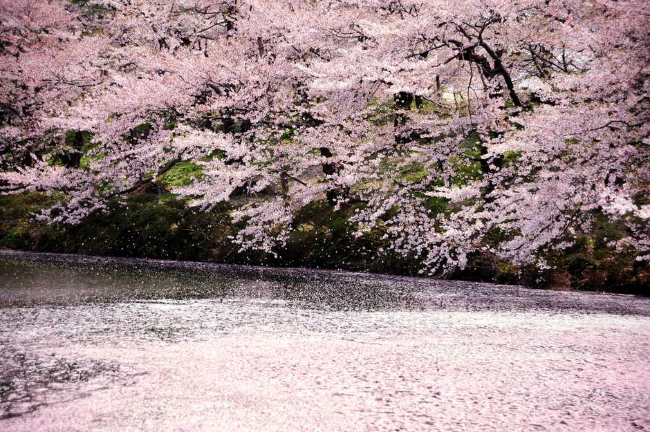 风光摄影樱花祭