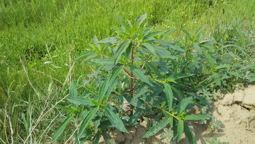 广饶生态杀手黄顶菊一株产十万粒种子