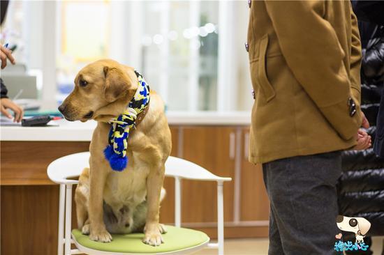 在电视剧《神犬小七》中的插曲叫什么名字?