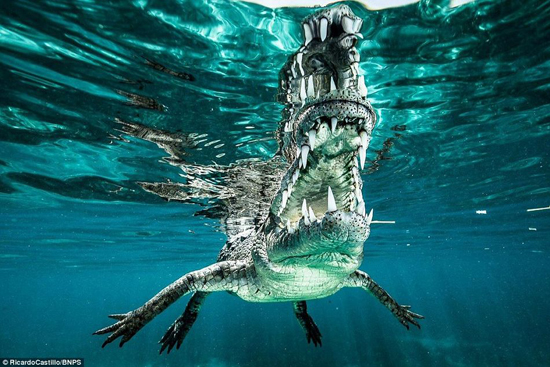 潜水偶遇食人鳄摄影师冒险抓拍