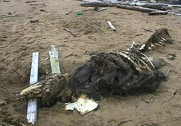 俄科学家揭秘"海怪"照片:实为白鲸遗骸(图)