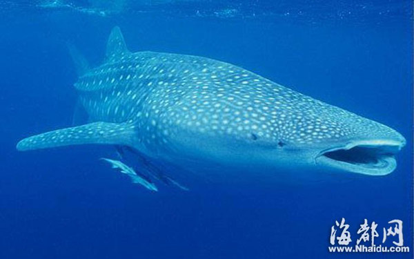 福州:平潭一头稀有"豆腐鲨"撞进渔网(图)