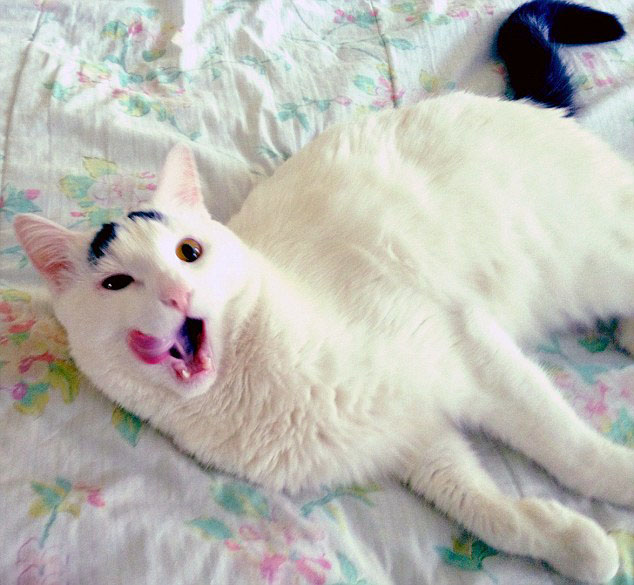 美猫咪"八字眉"长相走红网络