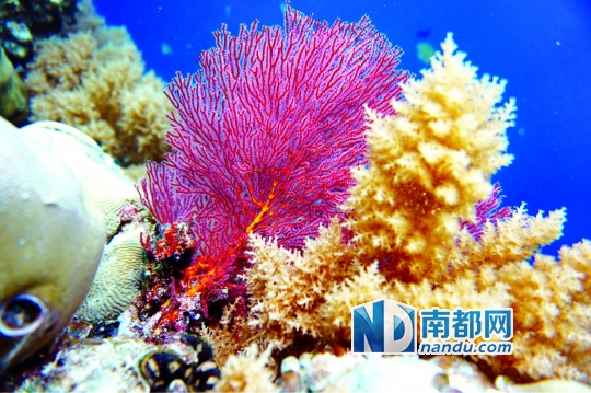 五彩缤纷的软珊瑚.