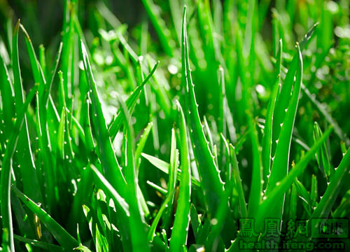 9大最有效丰胸中药让女人完美组图