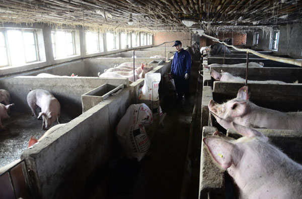 共有养殖大户21户,专业屯5个,规模小区2个,形成以养猪产业为龙头