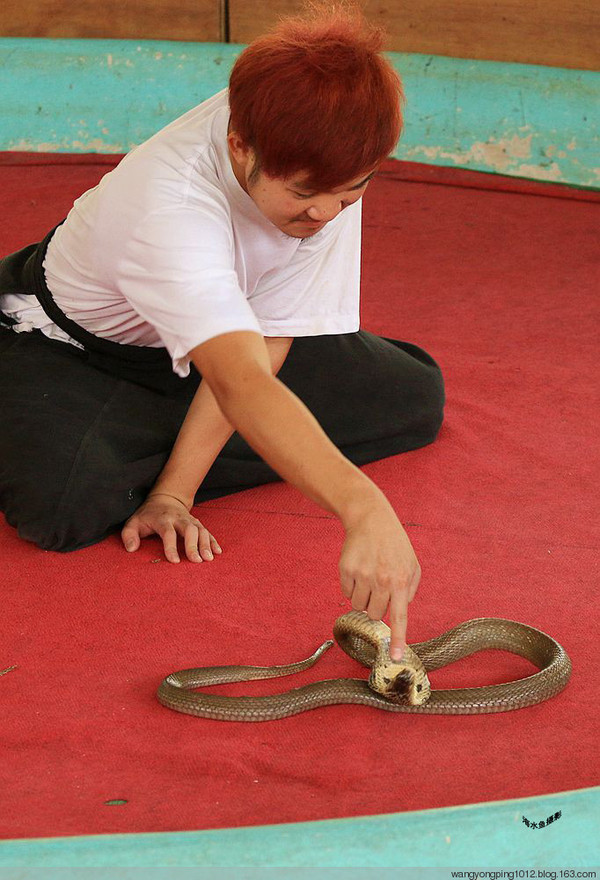 泰国—清迈耍蛇人