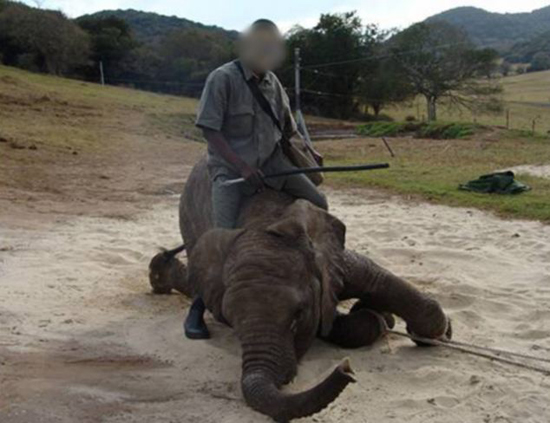 视频曝光南非公园大象受虐场景锁链加身忍受电击组图