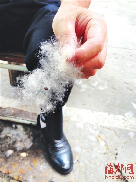 木棉飘絮 居民心烦|棉絮|呼吸_凤凰资讯