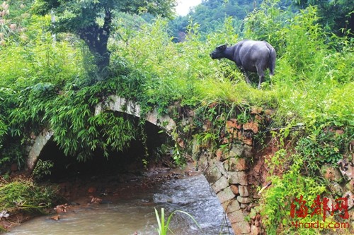 闽北深山 13座神秘的明代石桥