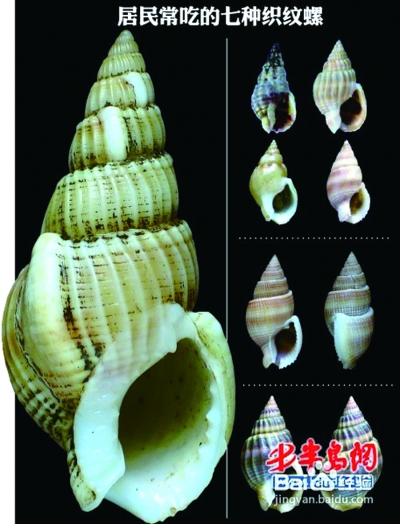 七种织纹螺吃了可能中毒