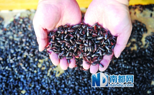 餐厨垃圾养虫 此虫未来或可喂人