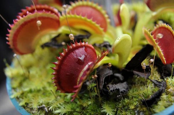 世界10大最致命的植物曼陀罗上榜