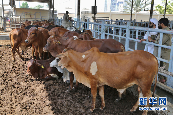 阿布扎比市一活畜市场内待出售的肉牛新华社记者安江 摄