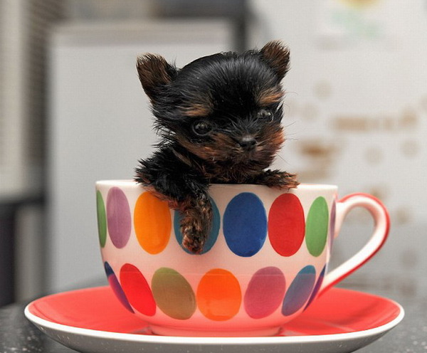 世界上最小的咖啡犬图片