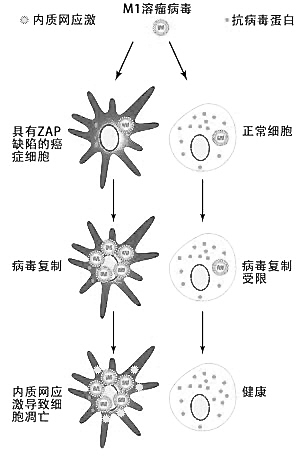 m1病毒長眼睛的癌細胞殺手