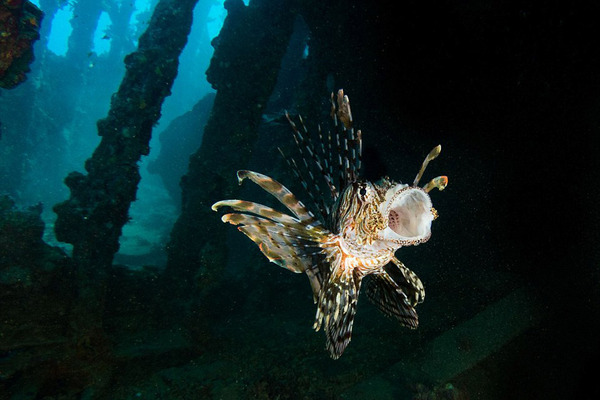 实拍红海海底震撼美景海洋生物千奇百怪高清组图