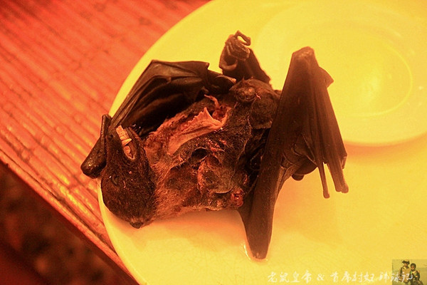 毛茸茸的蝙蝠是帕劳人的美食帕劳连载五