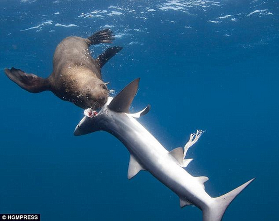 復仇海豹殺死鯊魚吞吃內臟後拋屍