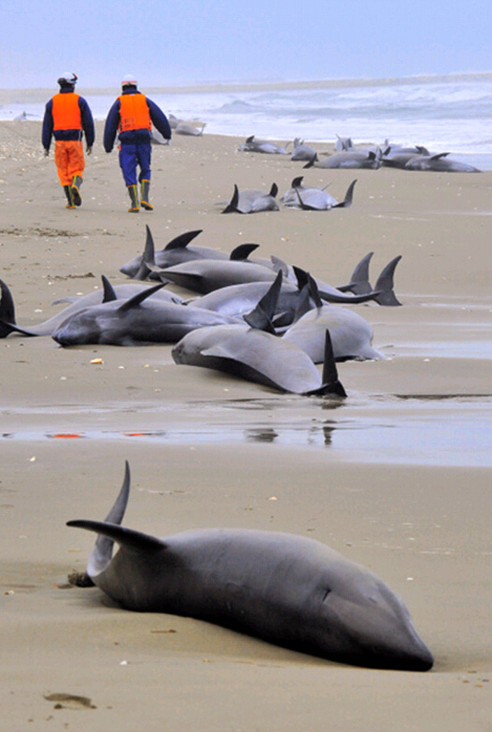 130头瓜头鲸在东京100公里海滩上搁浅图