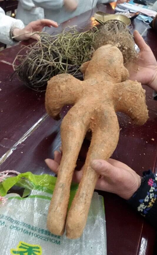 工地上挖出人形何首乌林业专家可能是人工造成图