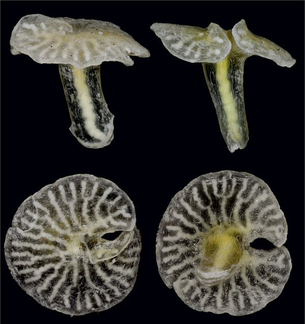 这种神秘蘑菇状的"活化石"实际上是一种动物,而非真菌,它们生活在1000