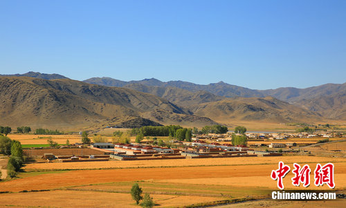 中蒙边境新疆兵团团场小麦进入收获期 美景如画