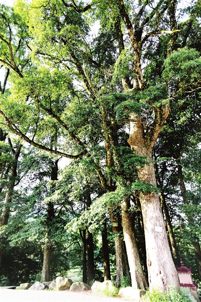 千棵古 楠 藏深山