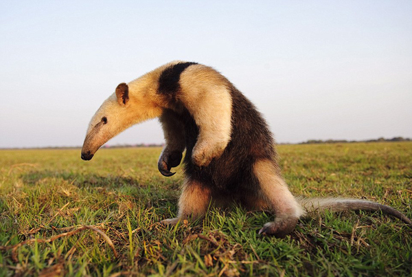 巴西食蚁兽勇敢挺胸直立 拒绝给汽车让路(高清组图)|食蚁兽|动物_凤凰