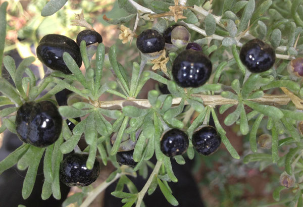 【长城微评】"野生黑枸杞之劫"该怎样遏制?