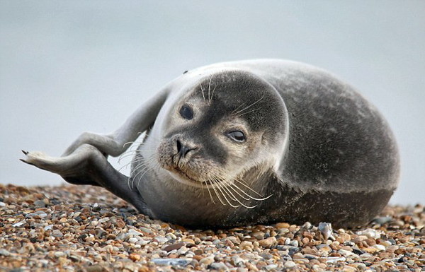 英国摄影师抓拍海豹大笑萌照组图
