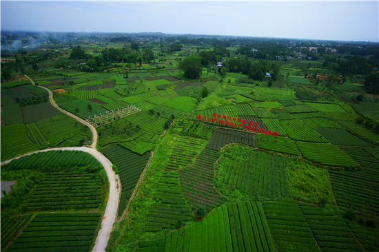 蒲江梯田茶園蒲江縣成佳鎮梯田茶園,全鎮茶園面積22000畝,每年3月18日