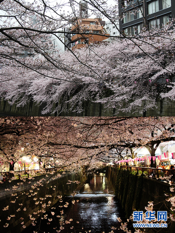 拼版照片:白天(上图)和夜晚拍摄的东京目黑川樱花(新华社记者蓝建中摄