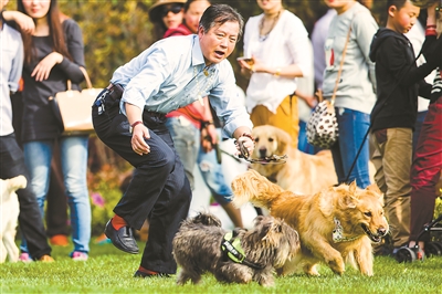 名犬運動會