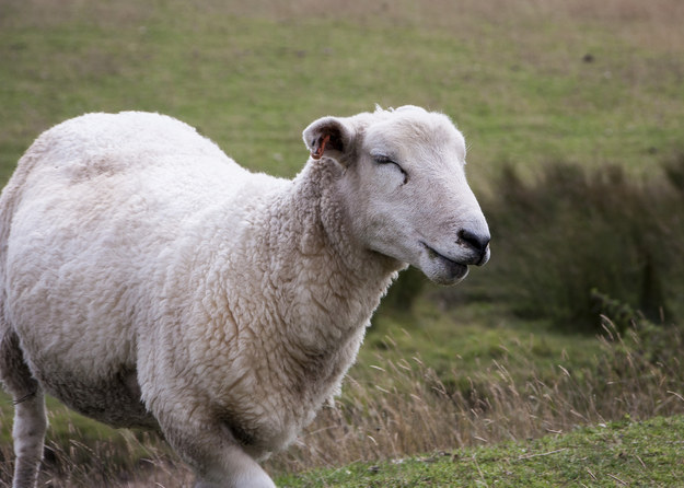 英国克里山绵羊图片图片