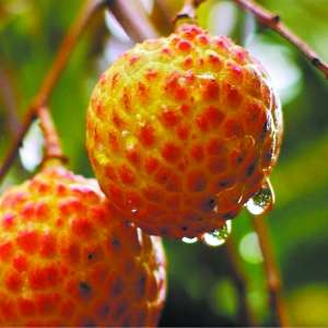 摘果季资深果粉出击 美味诱惑令人难抵挡_旅游频道_凤凰网