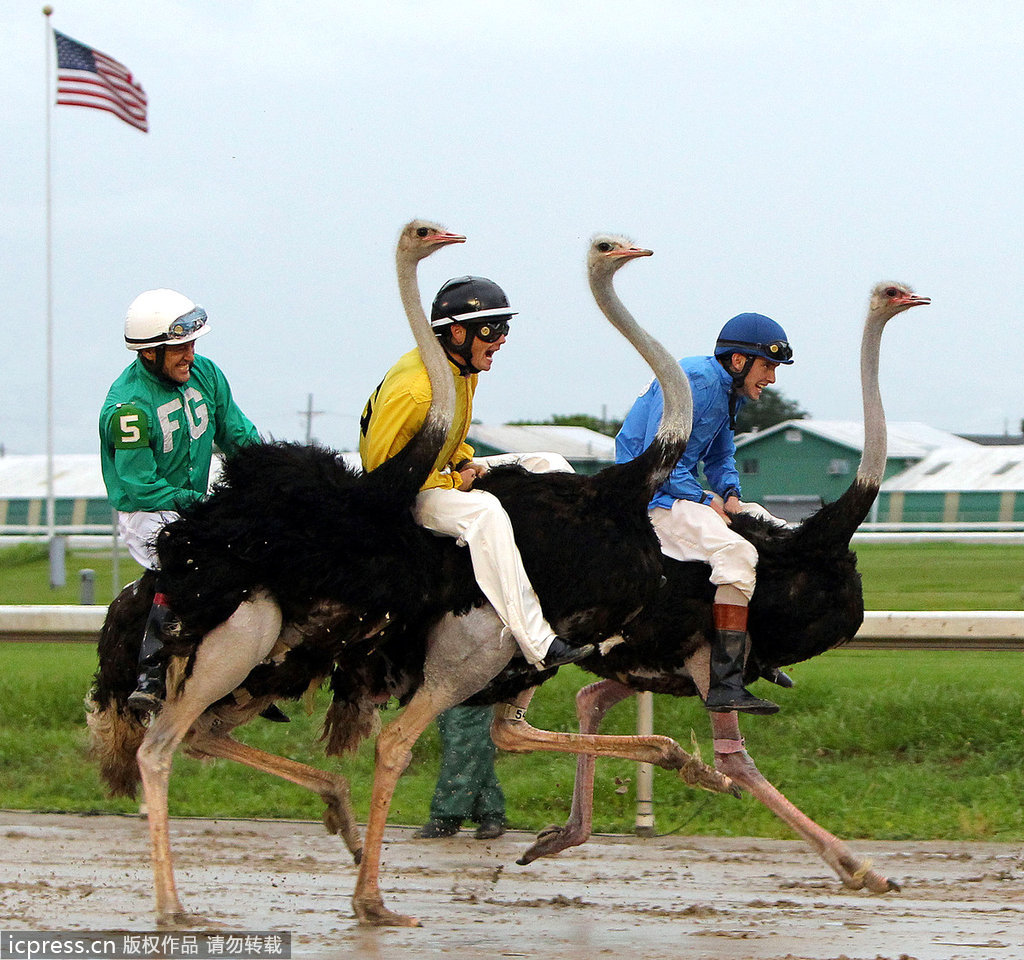赛鸟会火爆举行选手骑鸵鸟飞奔险象环生