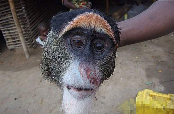 刚果人的恐怖盛宴大锅炖猴子