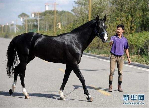 和大熊猫一样稀有 探秘价值千万美元的汗血宝马