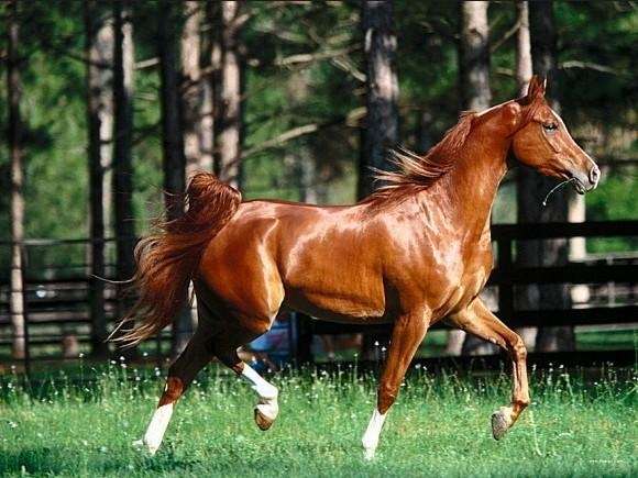 和大熊猫一样稀有探秘价值千万美元的汗血宝马