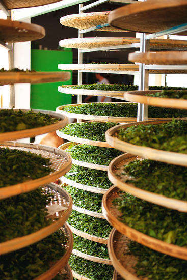 武夷山茶生活难得的自然清新