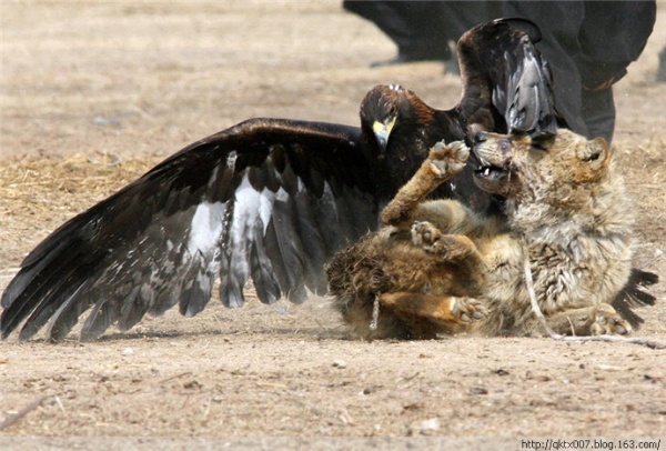 野狼与鹰犬的惨烈搏斗(组图)