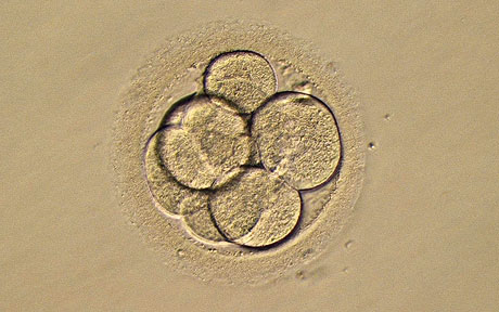 三天大的人体胚胎