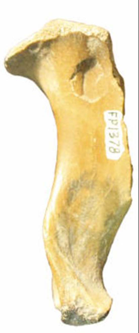 300万年前海豹化石骨骼中的神秘孔洞