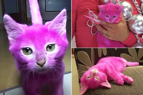 俄作家将猫咪染成粉色意外致其中毒死亡