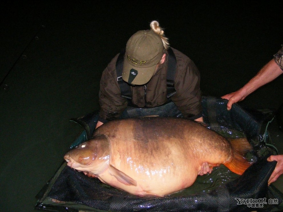 女钓者捕获84磅超级大鲤鱼 巨型鱼类大搜罗
