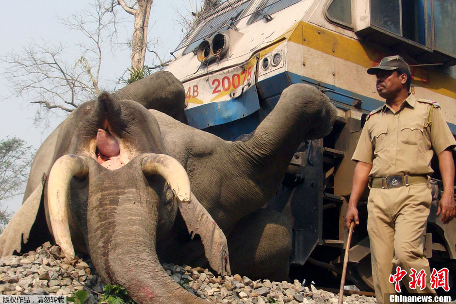 火车保护区行驶撞死大象庞然大物轰然倒地