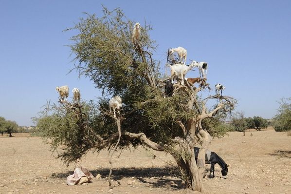山羊爬树 撒哈拉沙漠惊现奇景羊上树